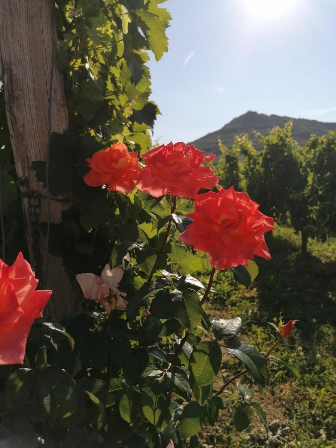 Posestvo Rouna - Winery And Apartments 维帕瓦 外观 照片